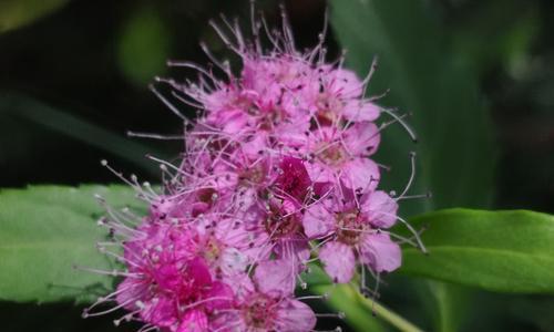 粉色菊花的花语是什么？粉色菊花代表什么含义？