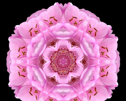 粉色曼陀罗的花语是什么？粉色曼陀罗代表的含义有哪些？