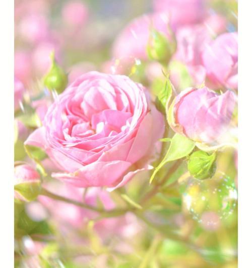 粉色玫瑰花代表什么含义？粉色玫瑰花的花语有哪些？