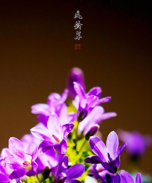 风铃的花语是什么？如何用风铃表达情感？