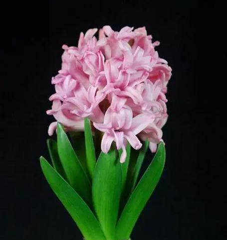 风信子的花语是什么？它象征着什么含义？