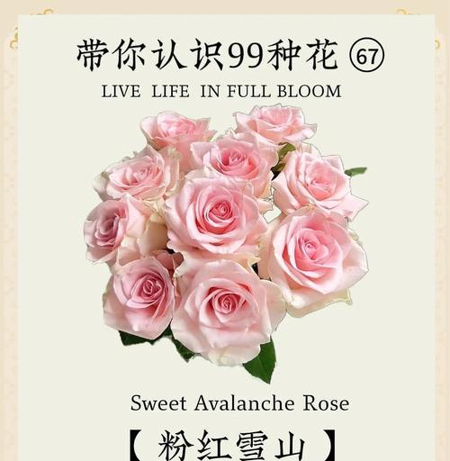 情人节粉色玫瑰的花语是什么？送粉色玫瑰有何特别意义？