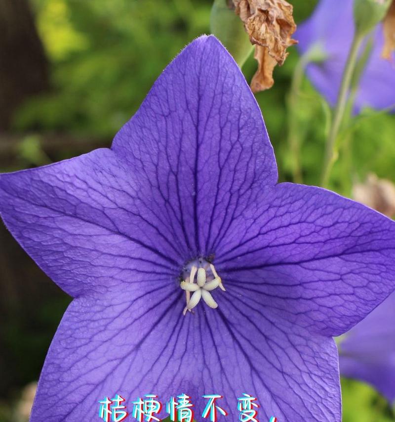 百合和玫瑰的花语和寓意是什么？它们各自代表了什么？