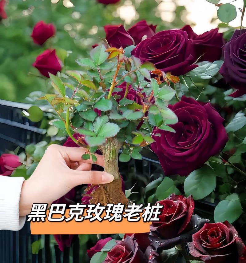玫瑰花图片代表什么？收到玫瑰花的深层含义是什么？