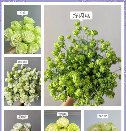 青绿玫瑰代表了什么？它们有何特殊含义？