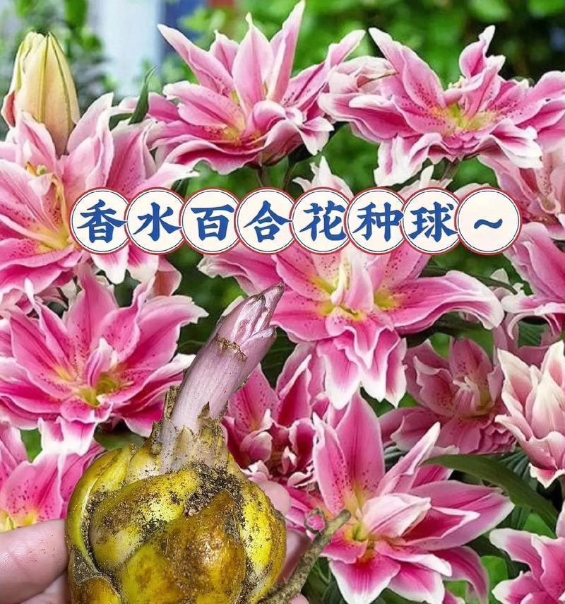 百合和玫瑰各自的花语和寓意是什么？