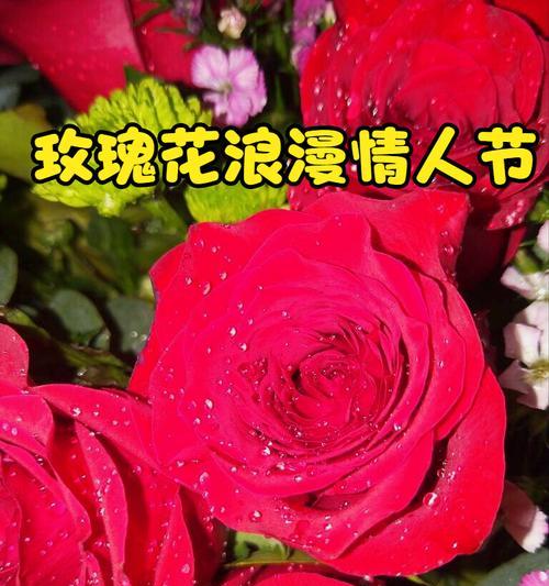 情人节微信送玫瑰花给女情人合适吗？背后的原因是什么？