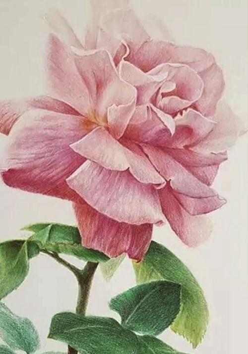 十八朵粉色玫瑰花语是什么？网络用语中如何发音？