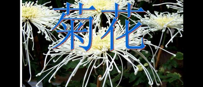 菊花古诗文章的结尾怎么写好看简单