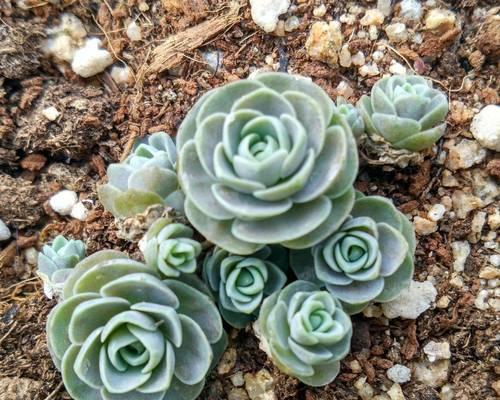 100种适合新手养的多肉植物有哪些图片