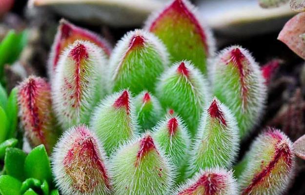 100种适合新手养的多肉植物有哪些图片