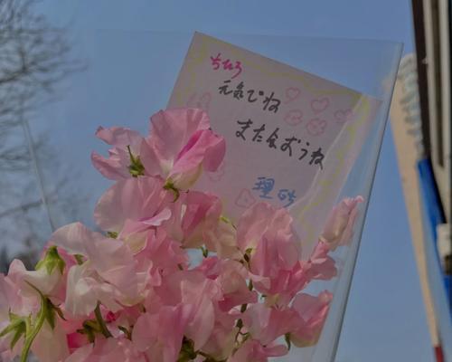 我想去花店买一些玫瑰花种子英文翻译英文