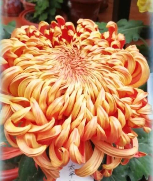杭州菊花展开门时间是几点