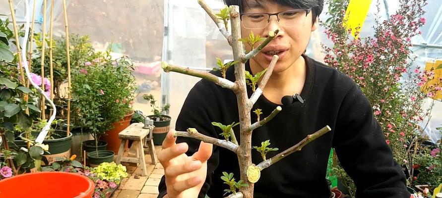 月季花嫁接到茶花树上吗图片欣赏