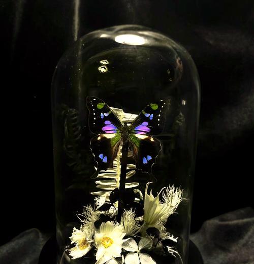 绚丽的蝴蝶和玫瑰花图片大全