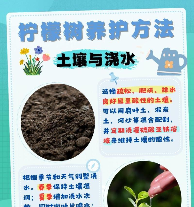 室内盆栽柠檬树的养殖方法和时间图片大全