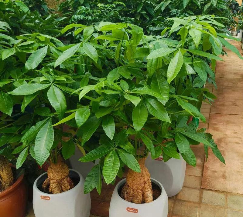 套房中花卉摆放有哪些讲究？