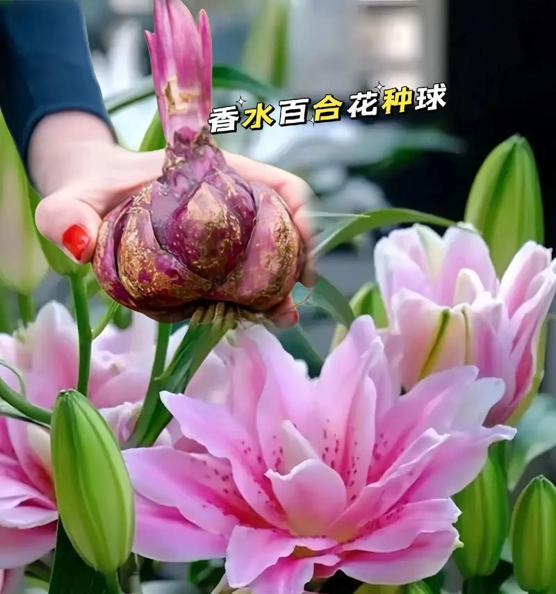 荷兰百合的花语有哪些？它在不同文化中代表什么？