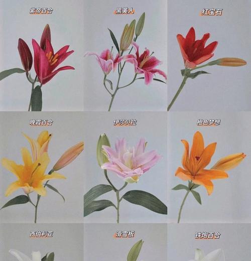 荷兰百合的花语有哪些？它在不同文化中代表什么？