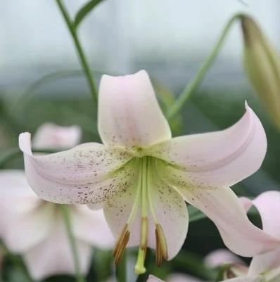 荷兰百合的花语有哪些？它在不同文化中代表什么？