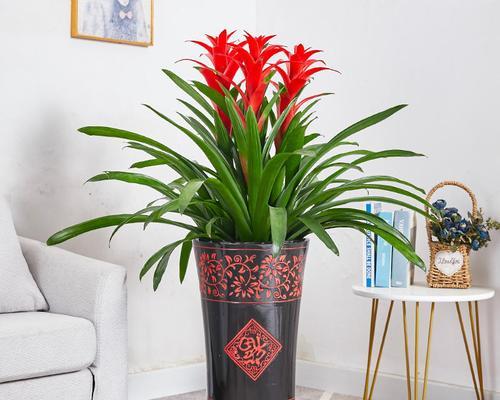 搬家时送哪种植物好？搬家送植物有何寓意？