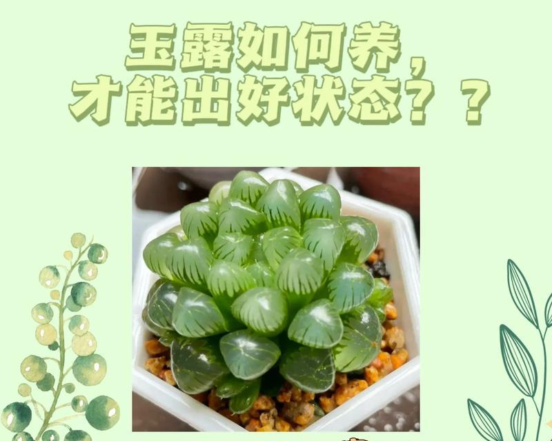 玉露的花语是什么？玉露植物代表了哪些寓意？