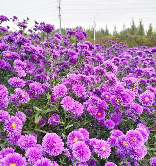 紫色菊花语是什么？它在传统中代表什么？