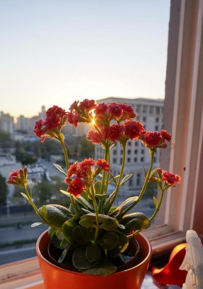 哪种花的花语代表长寿？长寿花语的花是什么？