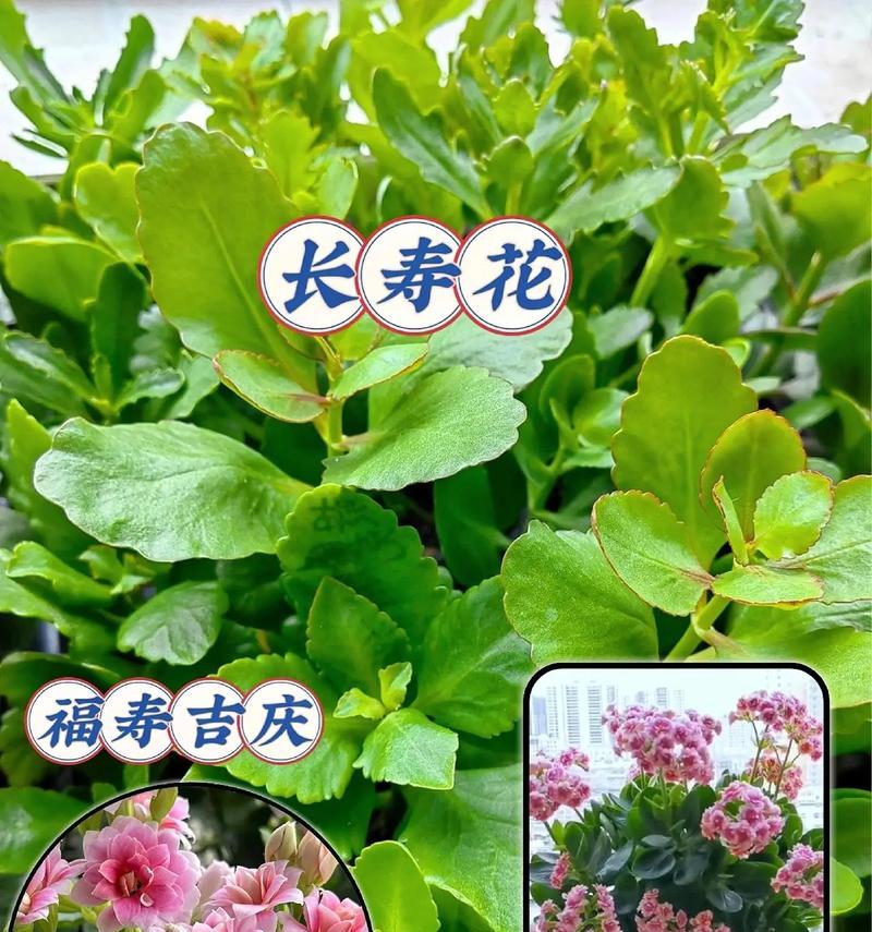 哪种花的花语代表长寿？长寿花语的花是什么？