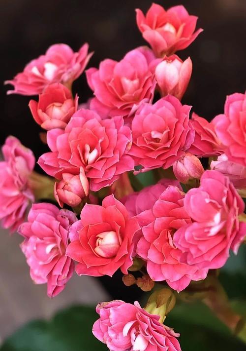 哪种花的花语代表长寿？长寿花语的花是什么？