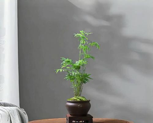 宋老师送什么盆栽最好？哪种盆栽最受欢迎？