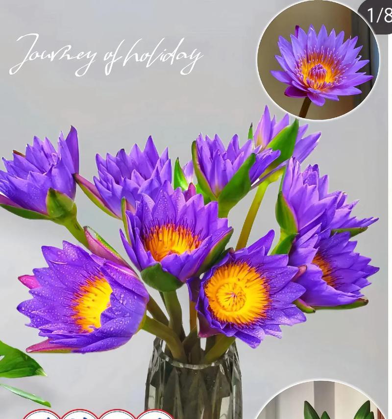 莲花的花语代表什么？