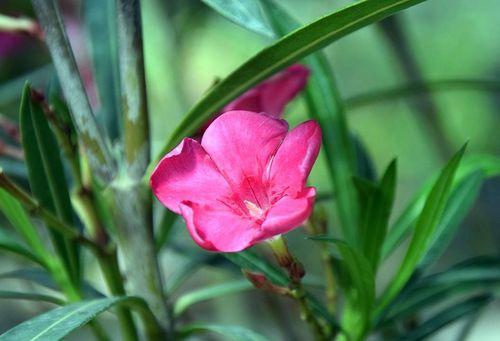 簪玫瑰花代表了什么？它的花语有哪些深层含义？
