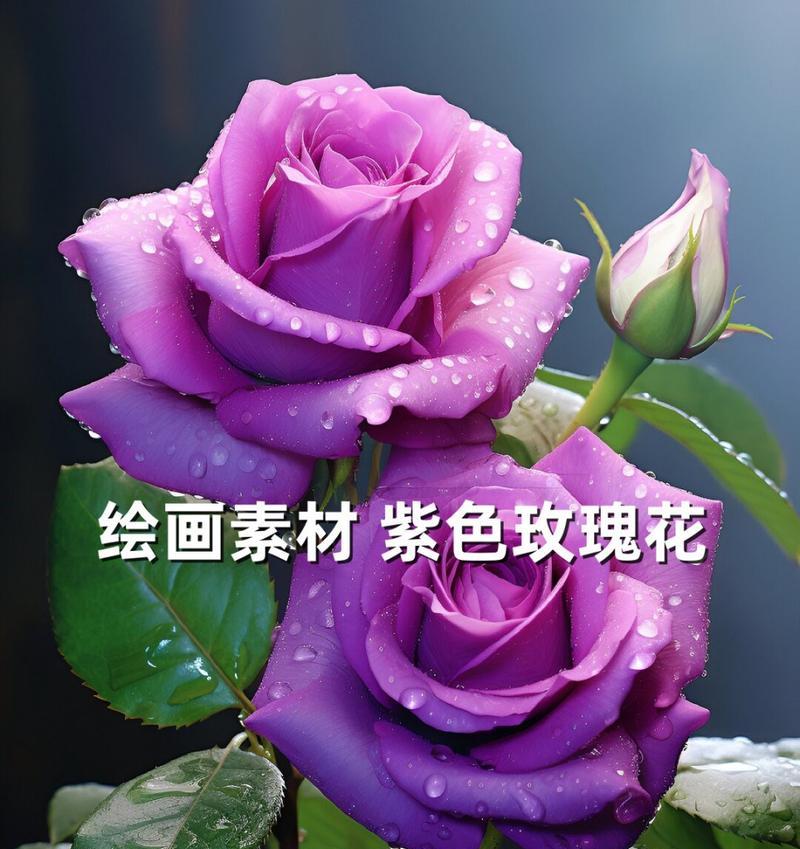紫色玫瑰花8朵寓意什么？它们代表了什么？