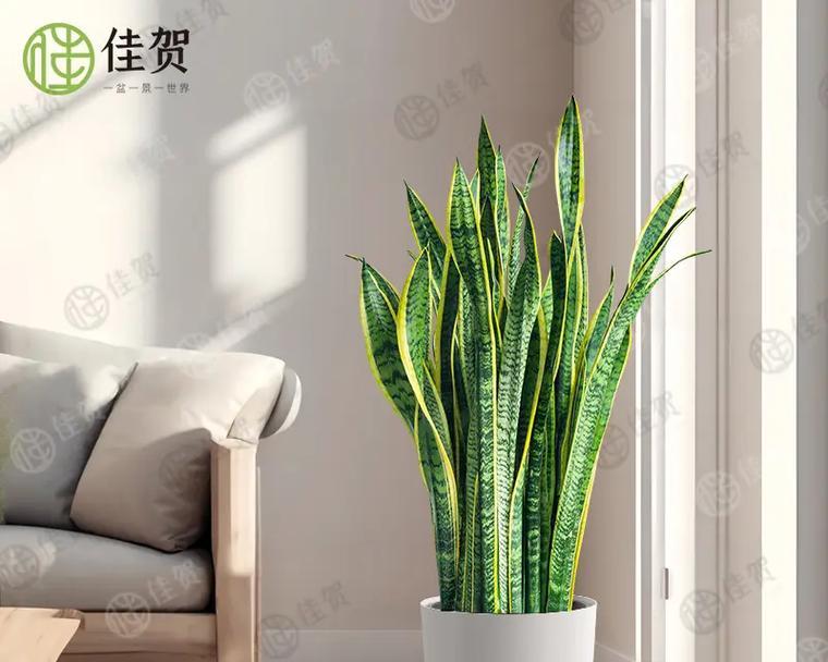 虎皮兰的花语有哪些？