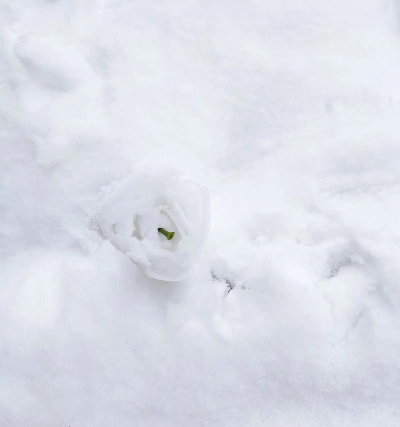 下雪天白玫瑰什么意思？在特殊天气下送白玫瑰有何深意？