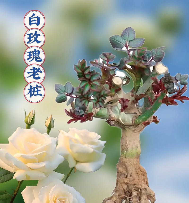 下雪天白玫瑰什么意思？在特殊天气下送白玫瑰有何深意？