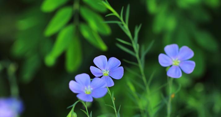 蓝花寓意什么？蓝色花卉在花语中代表什么？