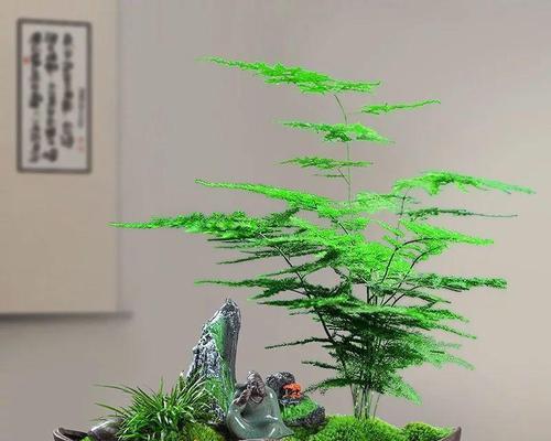 送男士盆栽时应该如何选择？