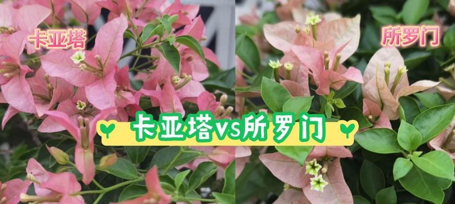 所罗门花的寓意是什么？