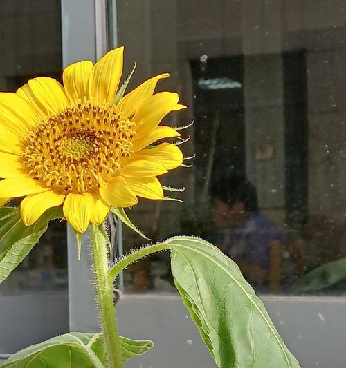 哪种花盘的寓意最为吉祥？