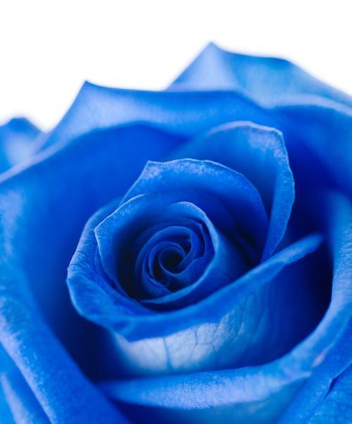 玫瑰花冰蓝色代表什么？冰蓝色玫瑰花的特殊含义是什么？