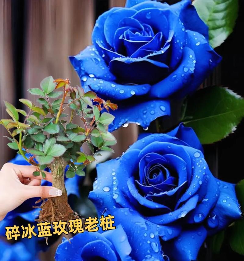 玫瑰花冰蓝色代表什么？冰蓝色玫瑰花的特殊含义是什么？