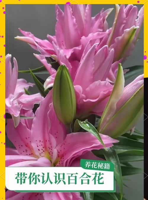 百合花象征着什么意义？在不同场合下如何正确使用？