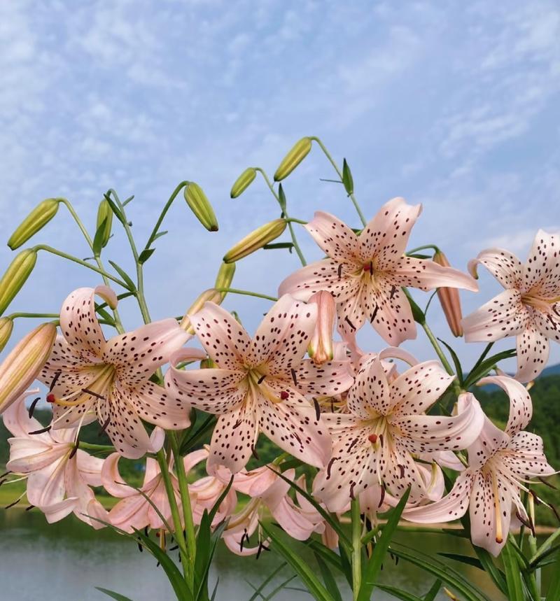 白百合花的寓意和象征是什么？