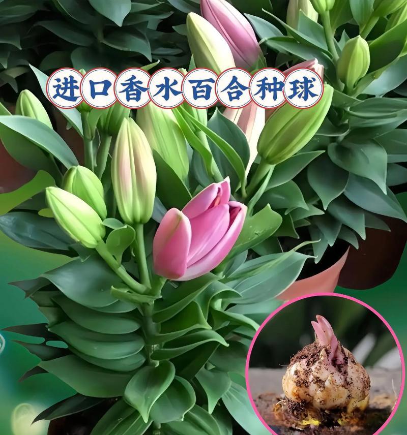 香水百合的清香四溢有何寓意？这种香味象征着什么？