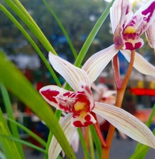兰花突然开花有何寓意？它象征着什么？