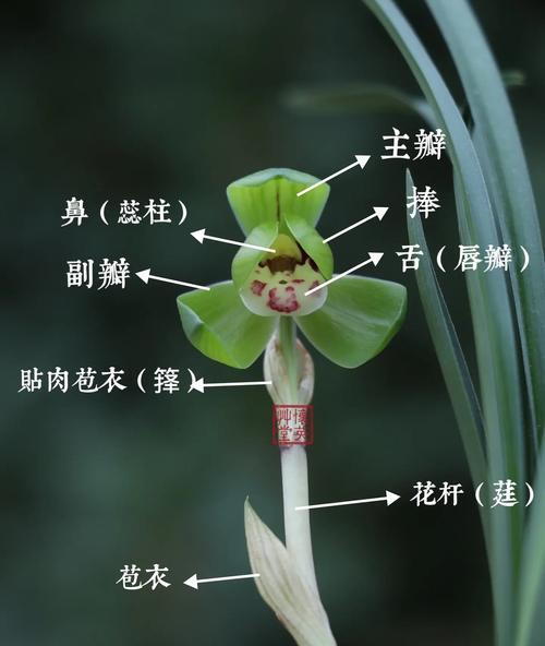 兰花突然开花有何寓意？它象征着什么？