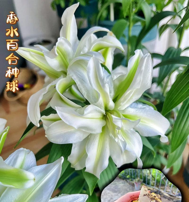 百合花的花语是什么？送几支百合花代表什么含义？