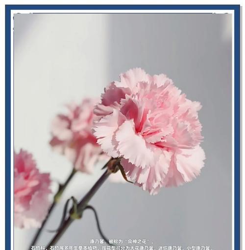 9朵康乃馨的花语是什么？